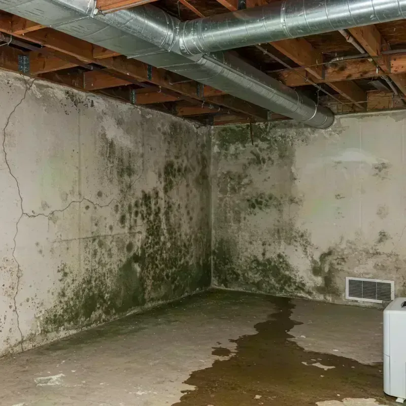 Professional Mold Removal in Bannockburn, IL